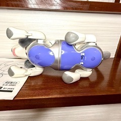 Hello! Zoomer ハロー！ズーマー ミニチュアダックス ホワイトの画像