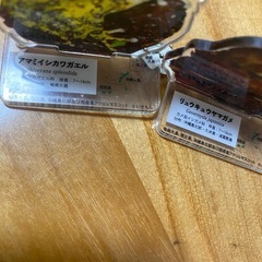 生き物系キーホルダーの画像