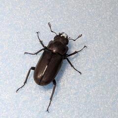 メタリフェルホソアカクワガタ（フィナエ）２ペアの画像