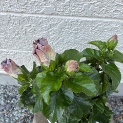 ハイビスカス・デニムブルー(大輪種)の画像