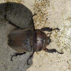 【取引中】カブトムシ　オスメスの画像