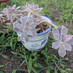 せともの植木鉢、の画像
