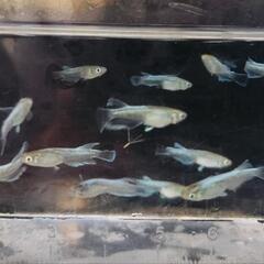 エメキン 稚魚〜幼魚 6匹②  の画像