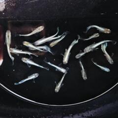 エメキン 稚魚〜幼魚 6匹②  の画像
