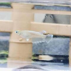 エメキン 稚魚〜幼魚 6匹②  の画像
