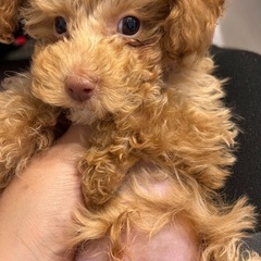 トイプードル - 犬