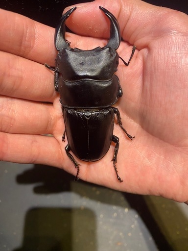 オオクワガタGORDON-R血統♂♀ペア (ラキア) 糸魚川のその他の