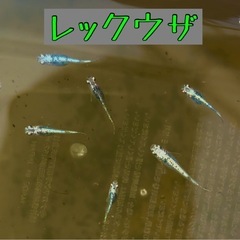 高級メダカ稚魚【🐉レックウザ🐉】(針子)の画像