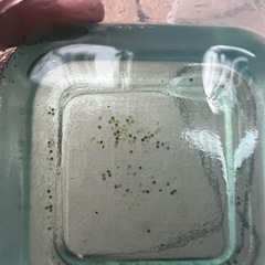 高級メダカ稚魚【🐉レックウザ🐉】(針子)の画像