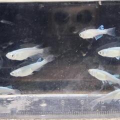 みゆきメダカ　幹之　成魚7匹の画像