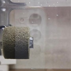 メダカの針子(赤ちゃん)10 匹　水草アナカリス15センチ程2本付き　おまけレッドラムズホーン１匹の画像