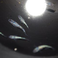 メダカ　サファイア稚魚　１５匹の画像