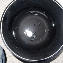 メダカ　サファイア稚魚　１５匹の画像