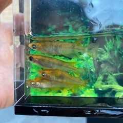 お盆特価★メダカ★猿墨の画像