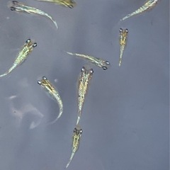 めだかをお手頃価格にての画像