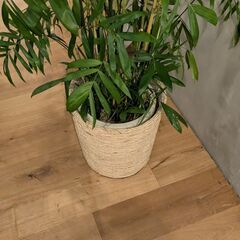 大型ヤシ系 観葉植物 210cm／バスケット付きの画像