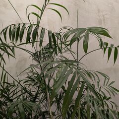 大型ヤシ系 観葉植物 210cm／バスケット付きの画像