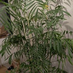 大型ヤシ系 観葉植物 210cm／バスケット付きの画像