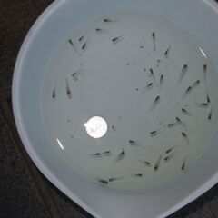 メダカ　エメキン稚魚　３０匹以上の画像