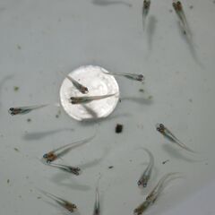 メダカ　エメキン稚魚　３０匹以上の画像