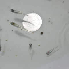 メダカ　エメキン稚魚　３０匹以上の画像