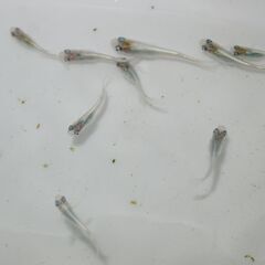メダカ　エメキン稚魚　３０匹以上の画像