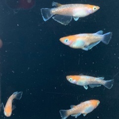 25-4 メダカ　 アマテラス　2ペア+メス1匹(5匹  画像個体現物)の画像