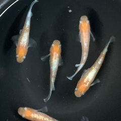 25-4 メダカ　 アマテラス　2ペア+メス1匹(5匹  画像個体現物)の画像