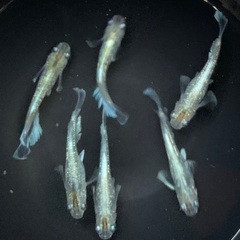 25-2 メダカ　エメキン 3ペア(画像個体現物)の画像