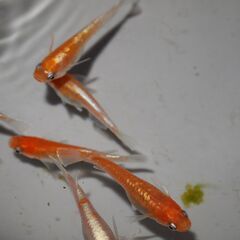 メダカ　レッドクリフ紅白稚魚（１㎝以上）12匹の画像