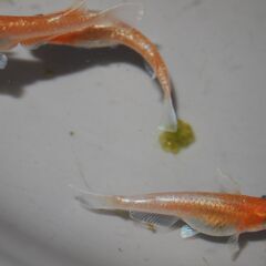 メダカ　レッドクリフ紅白稚魚（１㎝以上）12匹の画像