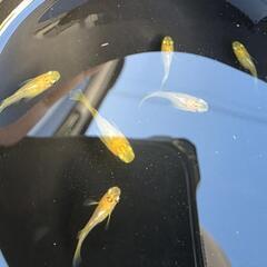 べっ甲ダルマ・半ダルマメダカの画像