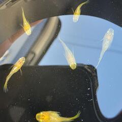 べっ甲ダルマ・半ダルマメダカの画像