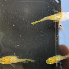 べっ甲ダルマ・半ダルマメダカの画像