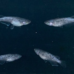 25-1 メダカ　ブルームーン　2ペア+メス1匹、(5匹　画像個体現物)の画像