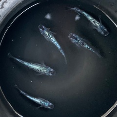 25-1 メダカ　ブルームーン　2ペア+メス1匹、(5匹　画像個体現物)の画像