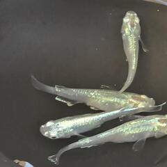 【お取引中】緑光メダカ　10匹+αの画像