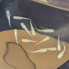 【お取引中】緑光メダカ　10匹+αの画像