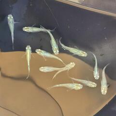 【お取引中】緑光メダカ　10匹+αの画像