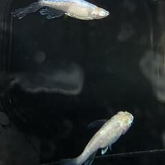 天使の雫　6匹+αの画像