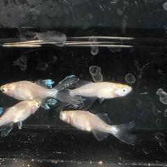 天使の雫　6匹+αの画像