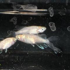 天使の雫　6匹+αの画像