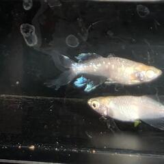 天使の雫　6匹+αの画像