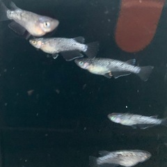25-2 メダカ　ブルームーン　2ペア+メス1匹、(5匹　画像個体現物)の画像