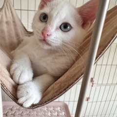 五つ子です！