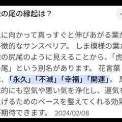 サンスベリアの画像