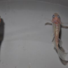メダカ　レッドクリフ紅白リアルロングフィン稚魚(1㎝以上）　13匹の画像