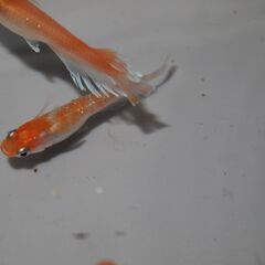 メダカ　レッドクリフ紅白リアルロングフィン稚魚(1㎝以上）　13匹の画像