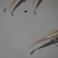 メダカ　レッドクリフ紅白リアルロングフィン稚魚(1㎝以上）　13匹の画像