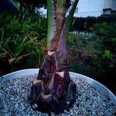 ココスヤシの画像